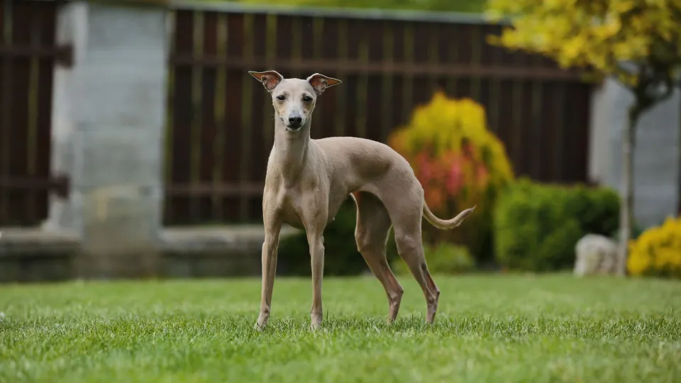 Italian Greyhound